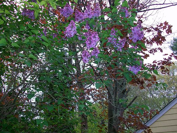 Lilacs outside kitchen window