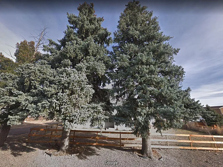 Roadside view with privacy via Colorado Spruce trees