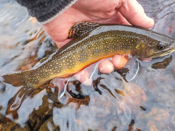 340 High River Ct, Alma, CO 80420