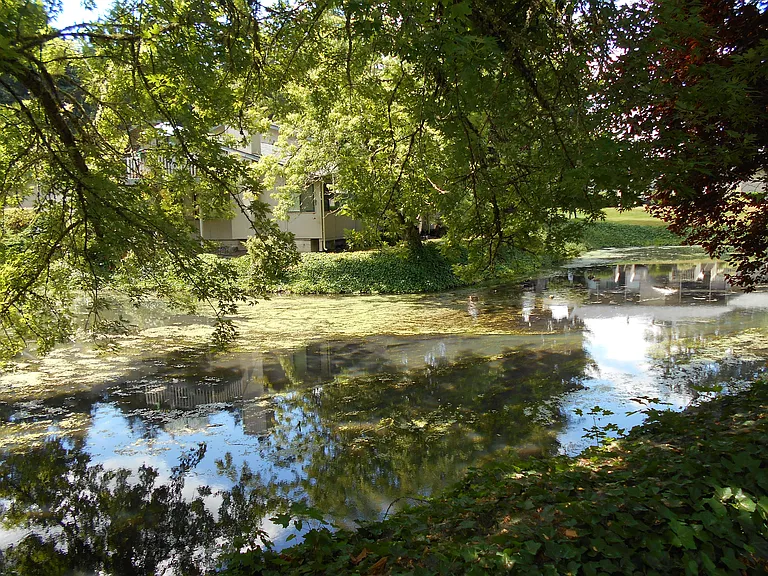 View of the creek and trees.