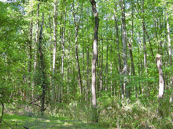 5th image of 5305 Panther Creek Dr Lot 2