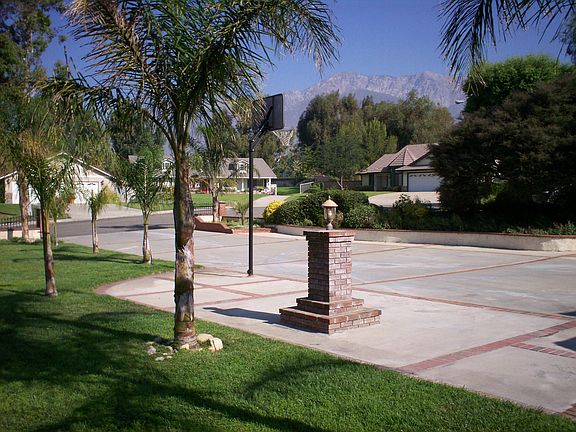 Palm Trees Galore...