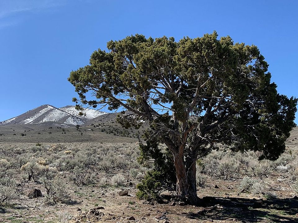 Juniper tree on the property
