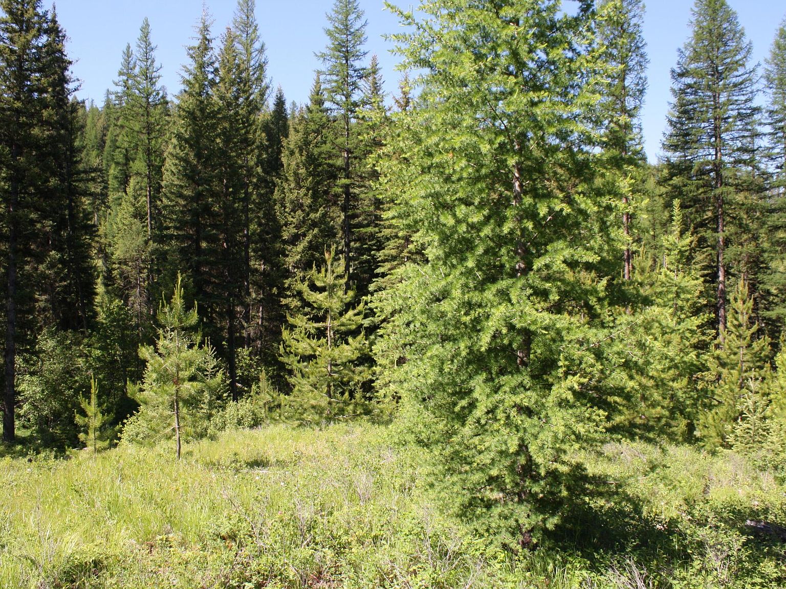 Nhn Sunday Mountain Rd, Trego, MT 59934 Zillow