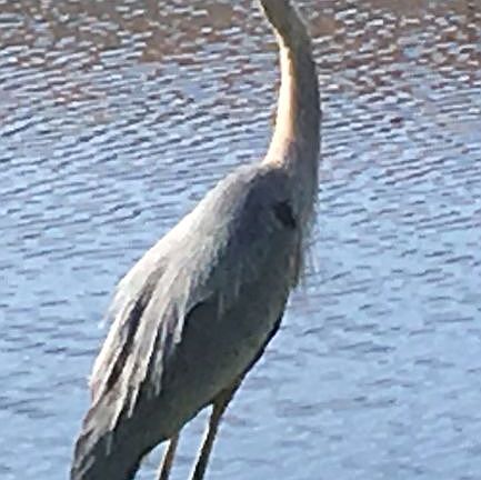 Wildlife right out back door