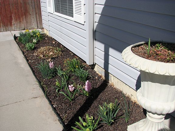 Front Yard- Spring