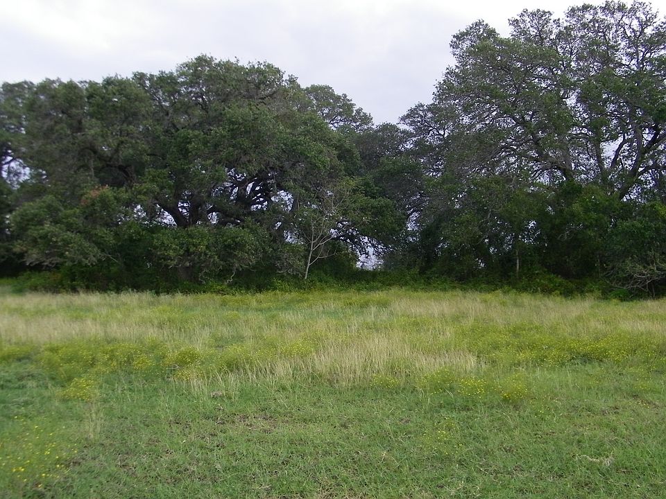 Ancient live oaks