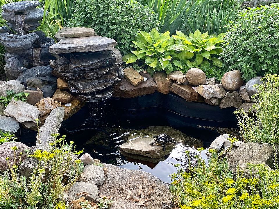 Our turtle in our fish pond