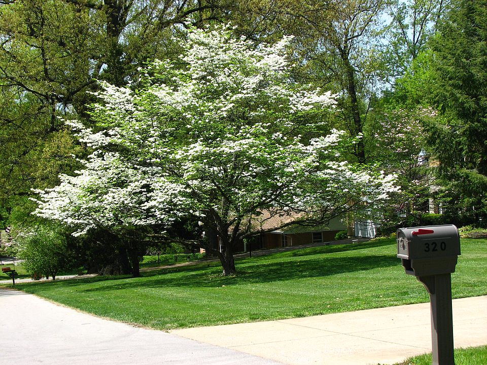 Stunning Dogwood