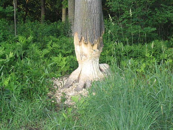 Beaver Tree Next To Pond