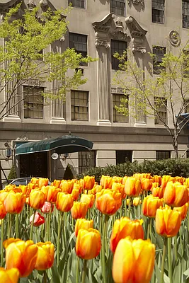 778 Park Avenue #11 in Lenox Hill, Manhattan | StreetEasy