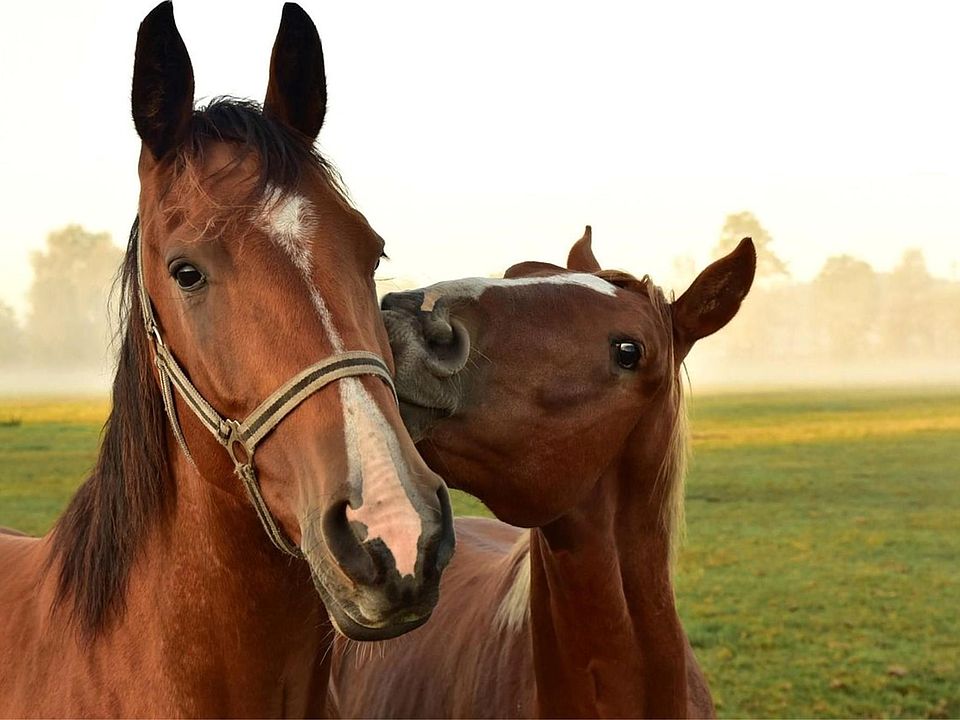 10 Lisa Mae Rd Bellville TX Zillow