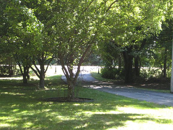 Flowering tree lined drive