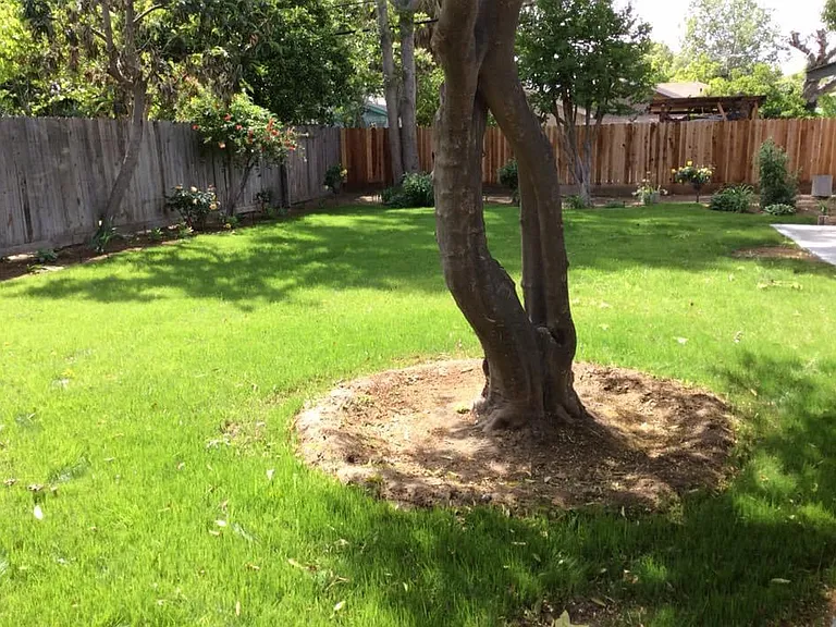 Back yard