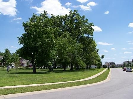 Park-like green space