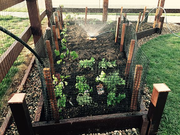 New Vegetable Garden