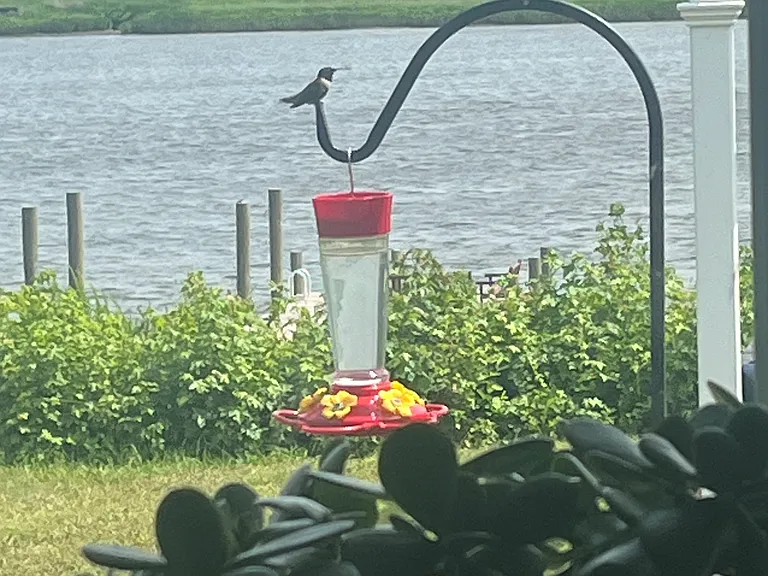 There are lots of hummingbirds to feed.