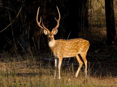 6777 Highway 277 E, Sonora, TX, 76950