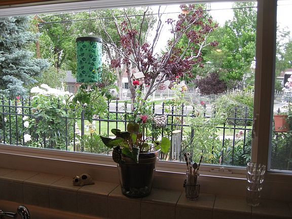View - Kitchen Window