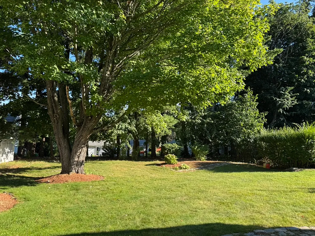 3 bed, 1.5 bath, 1446 sqft, $3,295 — Photo 4
