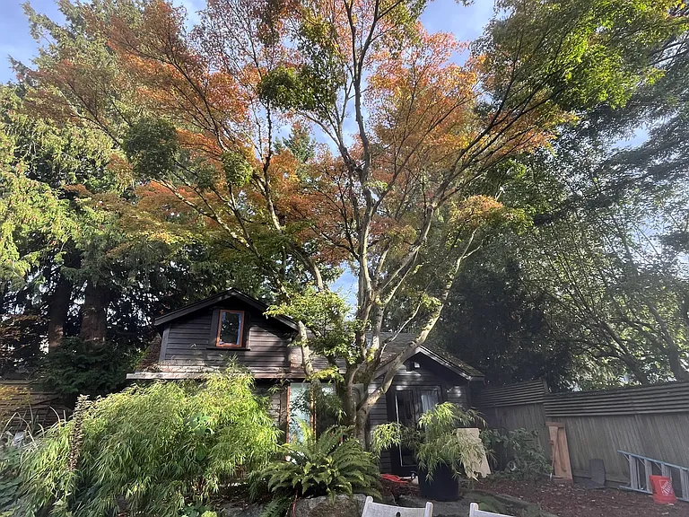Mature Japanese maple.