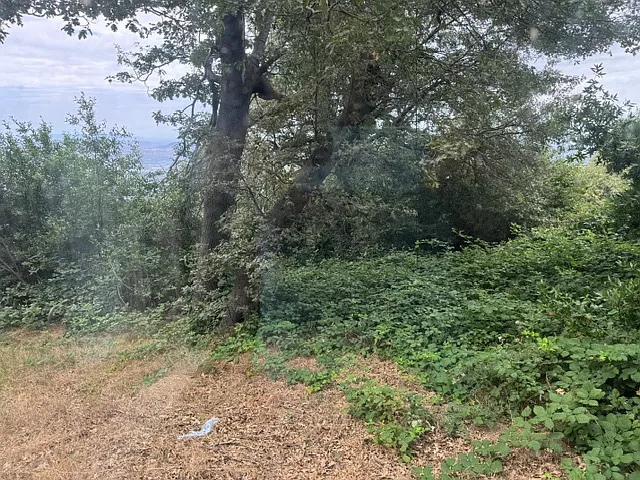 REAR YARD