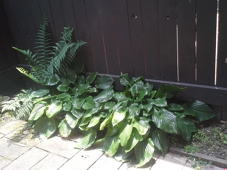 Patio hostas