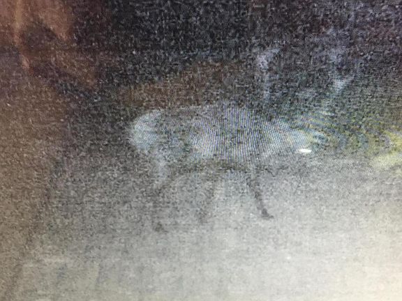 4th image of 5479 N Ten Tanks Rd