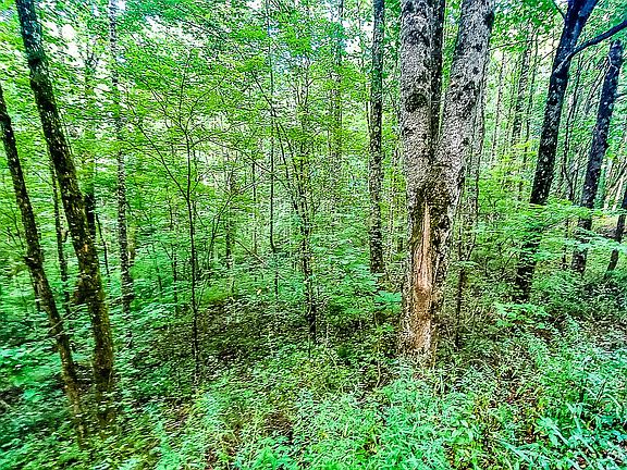 3rd image of 0 Thomas Knob Trl #36