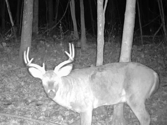 2nd image of 9888 Salem Rd