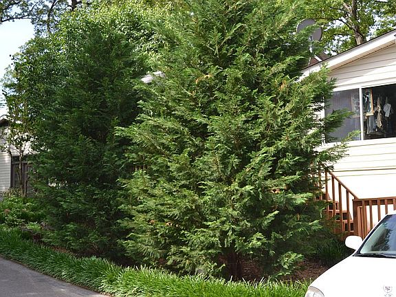 Back Garden Privacy!