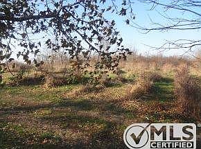 Fruit Trees & Bushes Galore