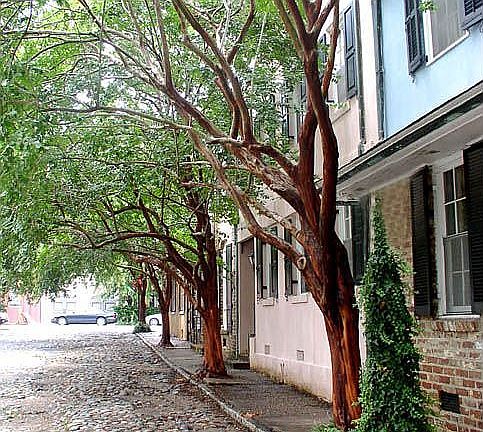 South of Broad cobblestone street