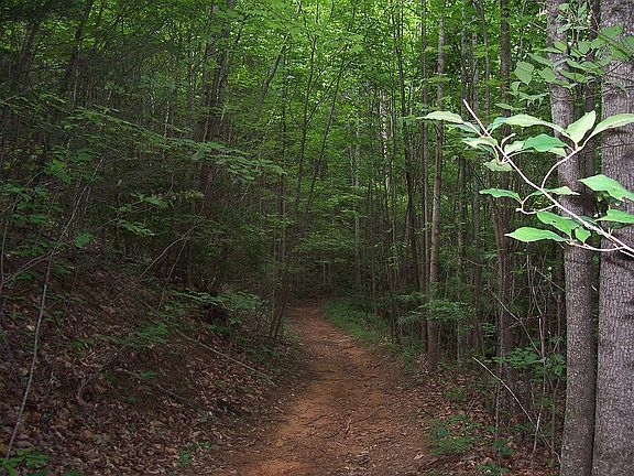 USFS trails behind property