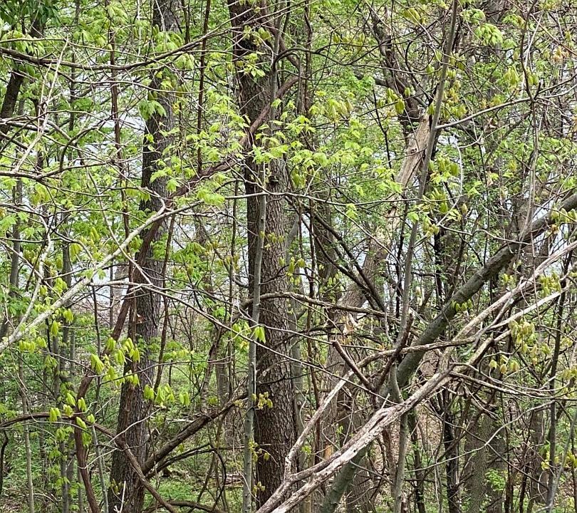 1st image of Forest Shores Dr