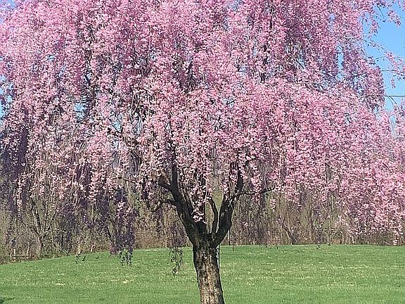 Spring at Belmar