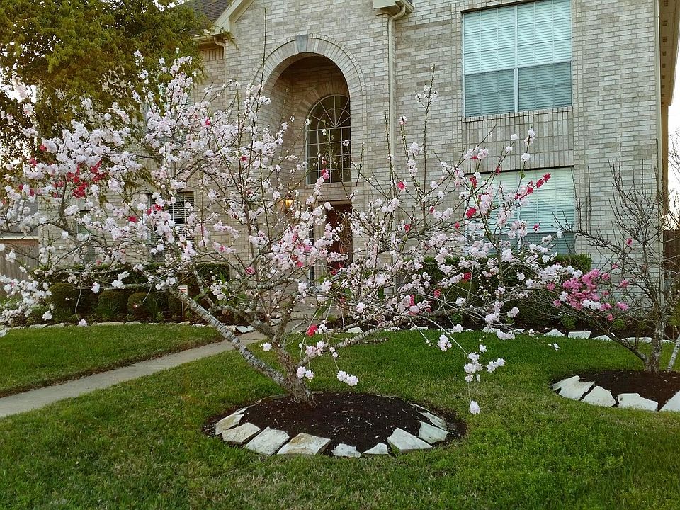 Beautiful Peach tree on the Front