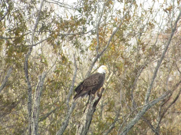 Crosby Ln Lot 118, Columbus, MS 39701