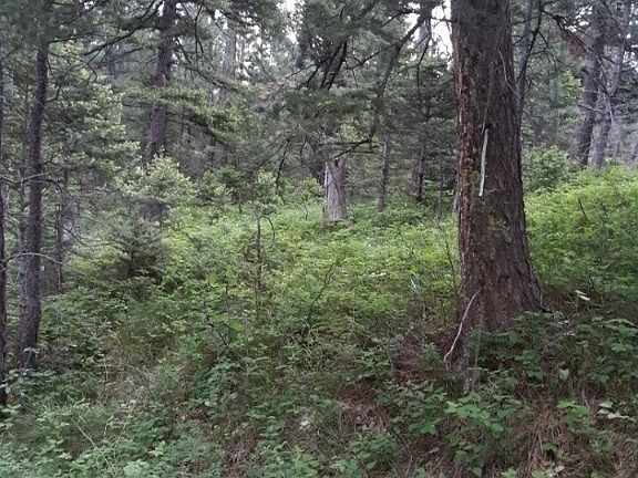 3rd image of Nhn Off Woods Creek Rd