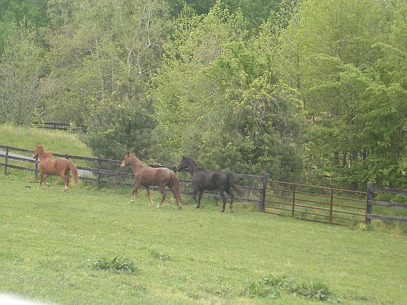 front pasture