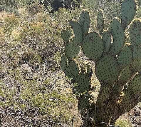 5th image of 15450 E Upper Ridge Ln