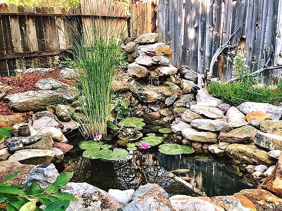 Backyard Pond