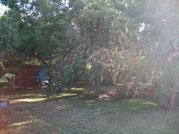 Pecan tree and asperagus