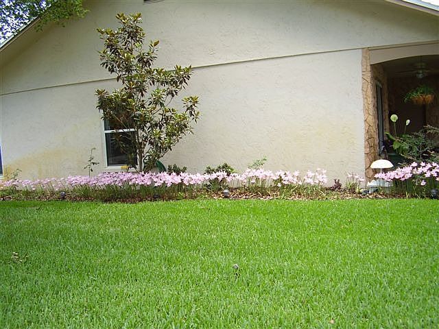 flowers in bloom