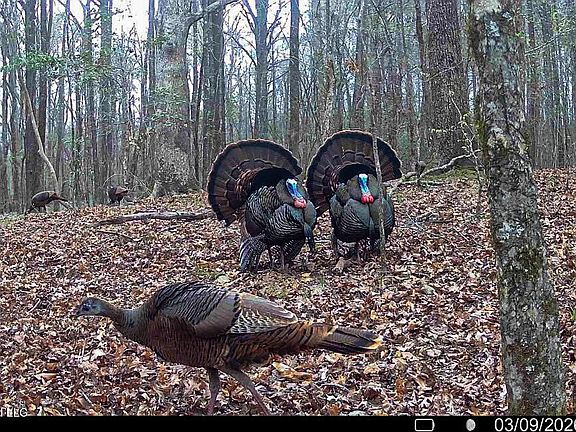 3rd image of Triplett Rd