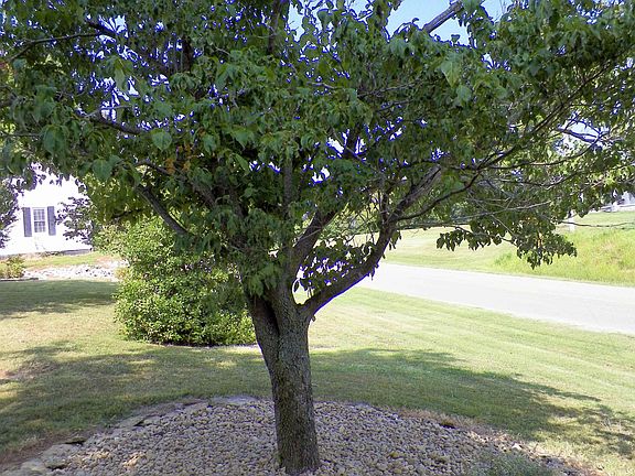 Large river rock landscaping