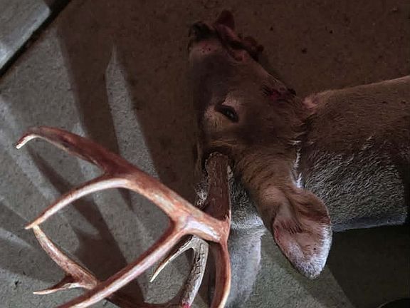 3rd image of 3264 Martin Hollow Rd