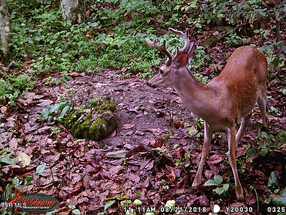 2nd image of 17532 Phillips Rd