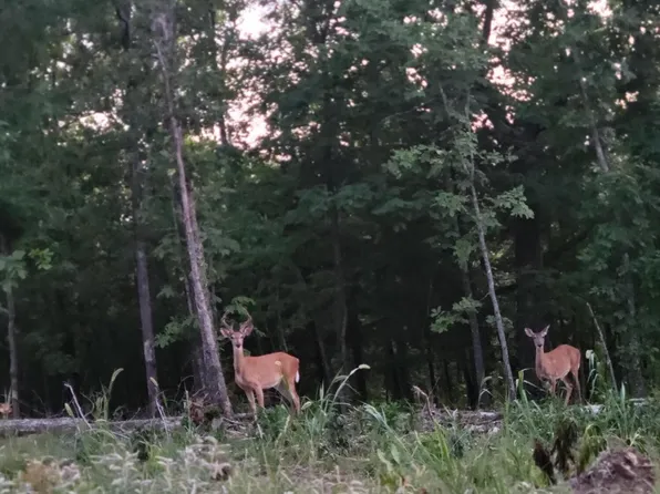 Tract 4 Private Drive 2336, Norwood, MO 65717