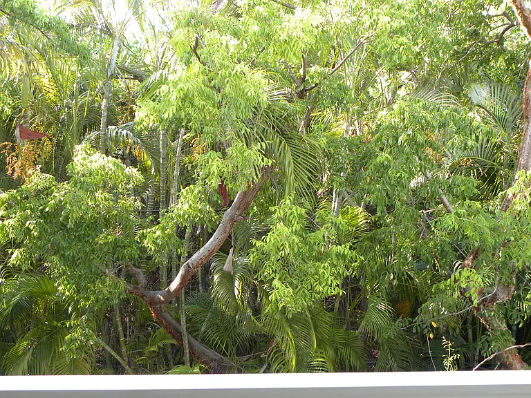 View of Indigenous Forest from Rear Deck off Master Bedroom